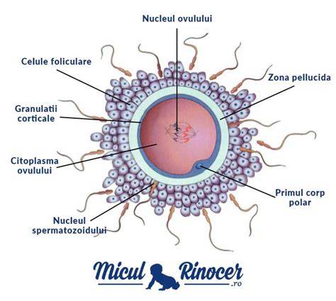Infografic: procesul fertilizării si rolul spermatozoidului versus ovul
