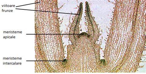 Imagine ilustrand meristeme primare apicale, intercalare si secundare