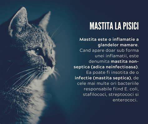 Infografic: cresterea puilor de pisica de la nastere la maturitate