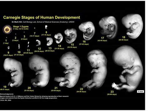Stadiile de dezvoltare ale embrionului uman