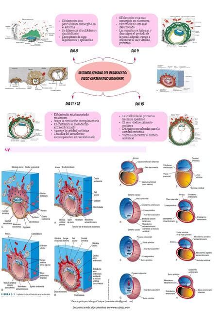 Recomandări post-transfer embrionar