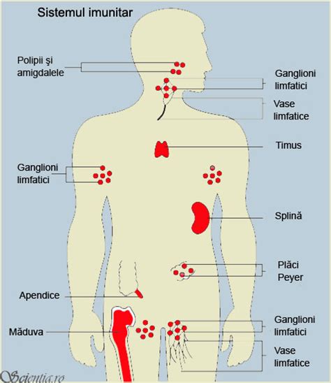 diagramă a sistemului imunitar uman