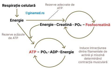 Schema fiziopatologiei anemiei în sarcină: de la cererea crescendo la producția de eritrocite