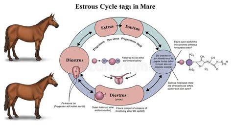 Diagrama ciclului estral la caine: Proestru, Estrus, Metestru, Anestru