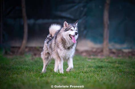 Aspectul si caracteristicile Alaskan Malamute