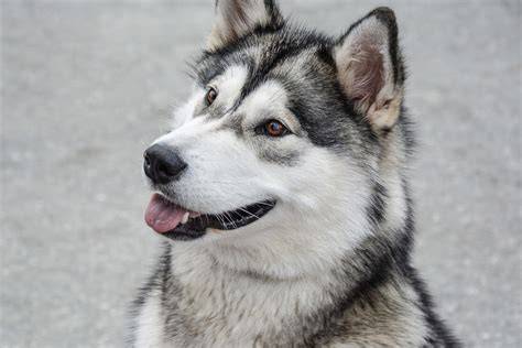 Riscuri si sfaturi de ingrijire pentru Malamutul de Alaska