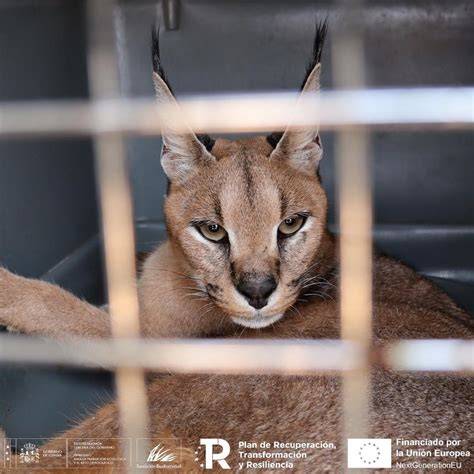 Diagrama timpului evolutiv al anchetei Caracal: de la dispariții la condamnări