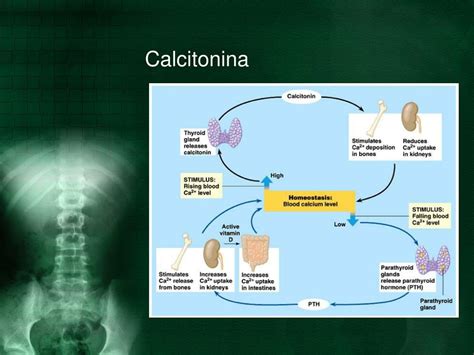 Infografic:Cum functioneaza reglarea calciului in organism (PTH, calcitonina, rinichi)