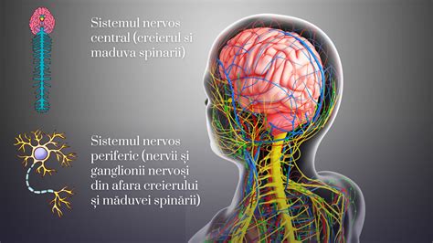 Diagramă: rolul magneziului în sistemul nervos