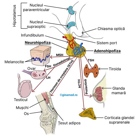 Ovulația în diagramă: creier (hipotalamus), hipofiză, ovare, troma uterină