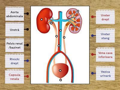Schemă a sistemului osos uman