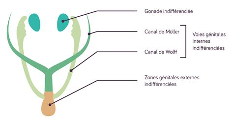 Schema generală a diferențierii sexuale la om: gonade, conducte Wolff și Müller, organele genitale externe
