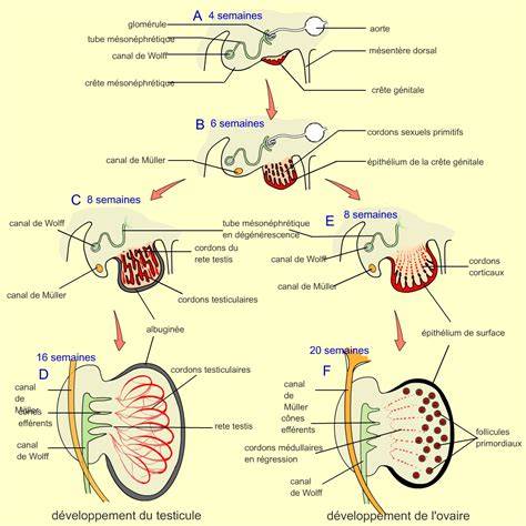 Diagramă a diferențierii sexuale embrionare: gonade, conductele Wolff, Müller, organele externe