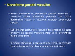 Rolul testosteronului și transformarea în DHT în dezvoltarea genitală masculină