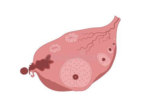 Infografic: Ciclul ovarian, cauze principale ale infertilității feminine, etapele diagnosticării