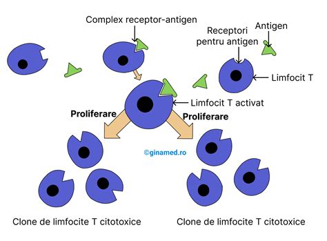 Diagrama tipurilor de limfocite și rolurile lor