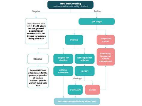 Infografic: fluxul de screening ginecologic (Colposcopia, Papanicolau, HPV, ecografie)