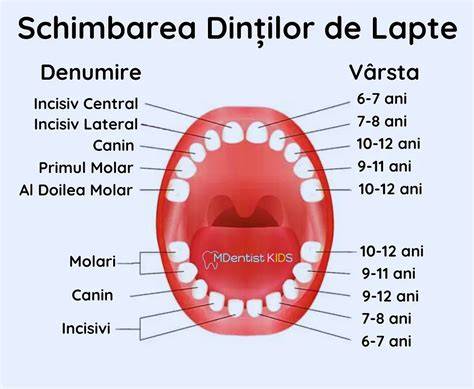 Infographic: Evoluția dinților de lapte vs. dinți definitivi, etape și interacțiuni