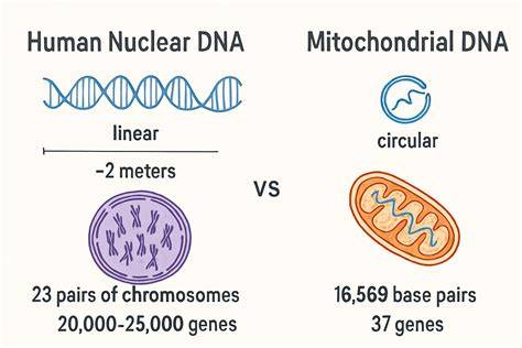 Infografic: Structura genomului uman (mtDNA vs genom nuclear) si modul de transmitere maternă