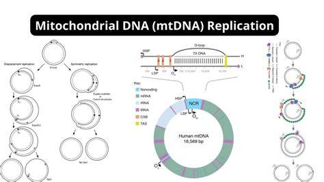 Diagramă: organitele mitocondriale, mtDNA și transmiterea maternă