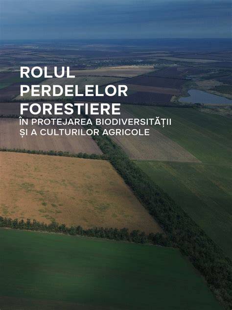 Infografic: Elemente cheie pentru amplasarea perdelelor forestiere