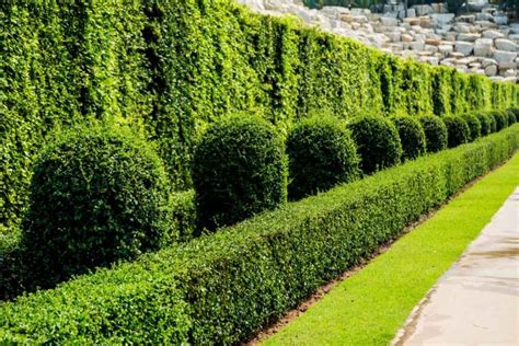 Diagrame: schema de plantare si tipuri de specii recomandate