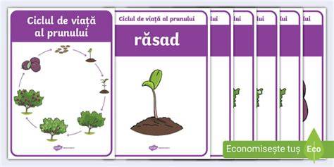 Infografic: Ciclu de viață Phomopsis viticola și perioadele de risc