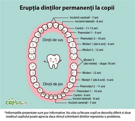 Infografie: Eruptia dintilor la copil