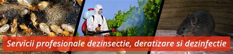 Infografica: etapele deratizarii, dezinsectiei si dezinfectiei