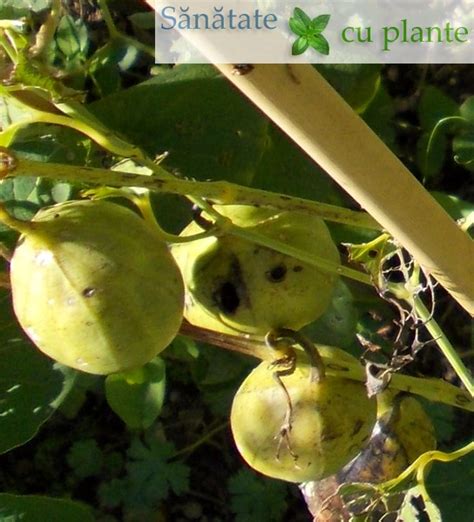 Planta de Marul Lupului (Aristolochia clematitis)