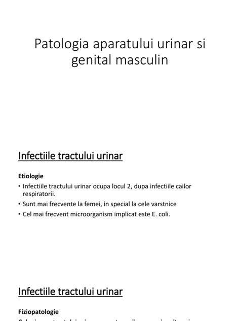 Infografic: panorama sistemului urinar si a aparatului genital masculin