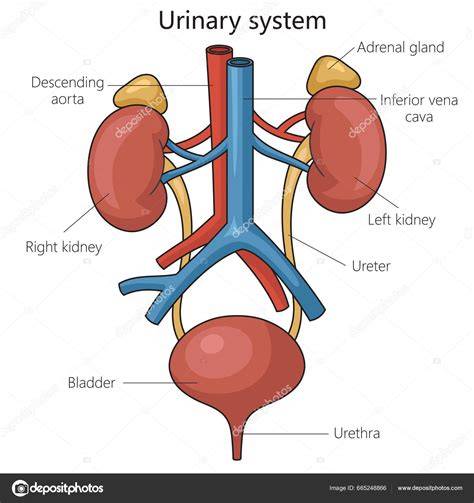 infografic_sistem_urinar_ro.jpg