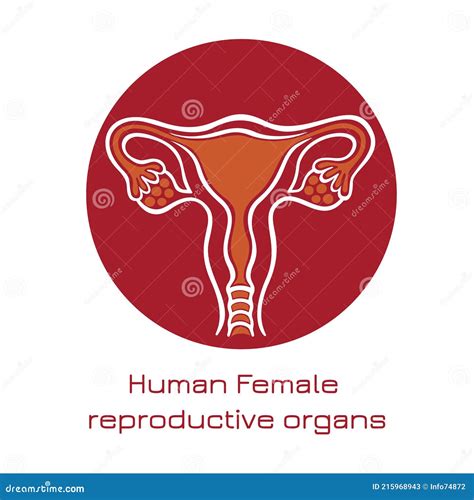 Organe reproductive feminine