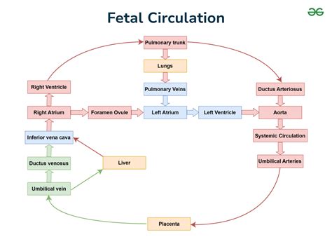 Schema flux management ascita fetala pre si postnatal