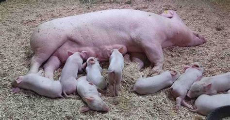 Semnele fătării la scroafă