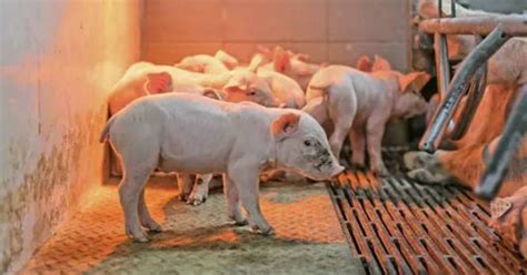 Purcei nou-născuți consumând colostru