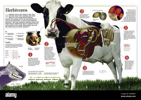Infografic: Clasificare avort bovin