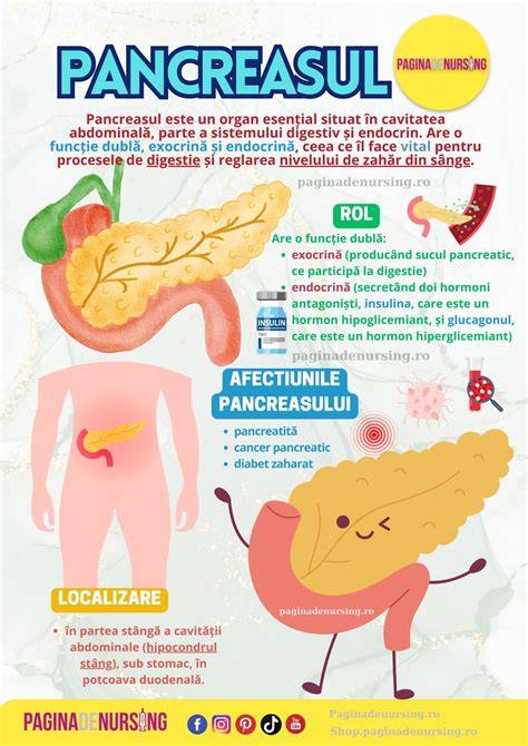 Infografic anatomia ombilicului: localizare, planuri și repere
