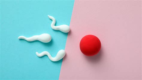 Grafic care ilustrează procesul de fecundare a ovulului de către spermatozoid.