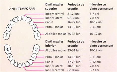 Tabel cu ordinea și vârsta medie de erupție a dinților de lapte