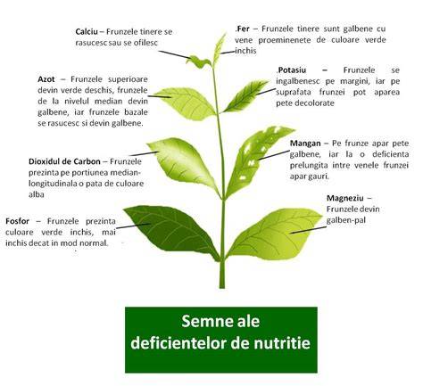 Schema: Plantele cu risc în sarcină vs. plante recomandate în diferite trimestre
