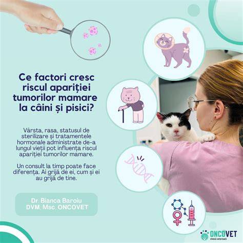 Infografic despre ciclu de reproducere la pisici și rapoarte de risc
