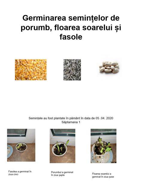 Diagramă a rolului GA3 în germinarea semințelor și în alungirea tulpinilor