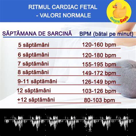 Infografie: Ritm cardiac fetal normal si modificari in timpul sarcinii