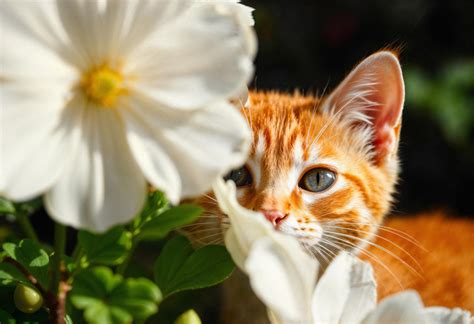 Infografică despre plante sigure și nesigure în sarcină