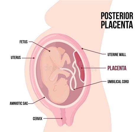 Diagramă a modificărilor fiziologice în timpul sarcinii