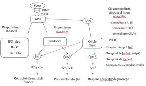 Diagramă: clasificare infectii vaginale dupa agent patogen