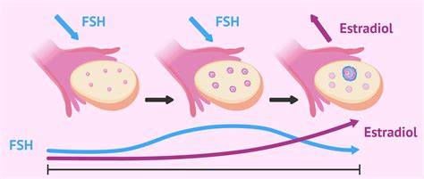 Figura: Sistem hormonal în fertilitatea feminină (FSH, LH, estradiol, AMH, inhibine)