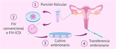 Flux de lucru FIV: stimulare, puncție, crioconservare, embrion, transfer
