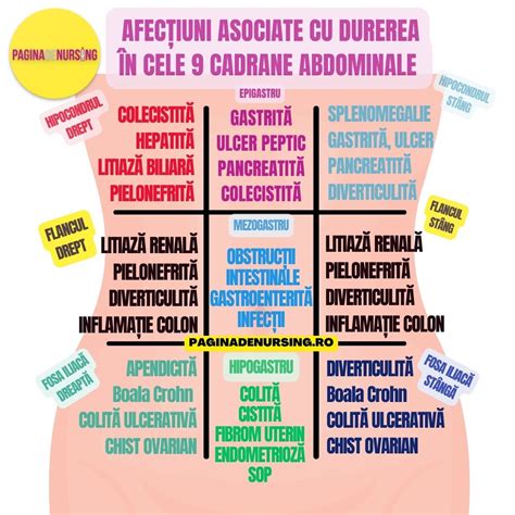 Infografie: cum se modifica anatomia abdomenului pe trimestre